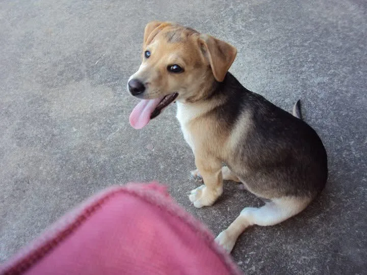 Animal Emergency & Surgical Center