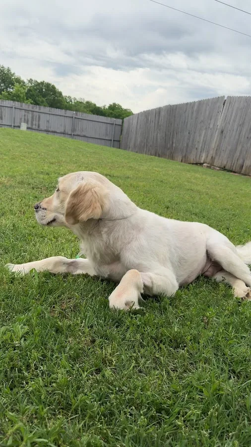 Animal Emergency & Surgical Center