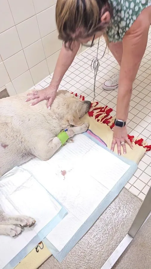 Animal Emergency & Urgent Care