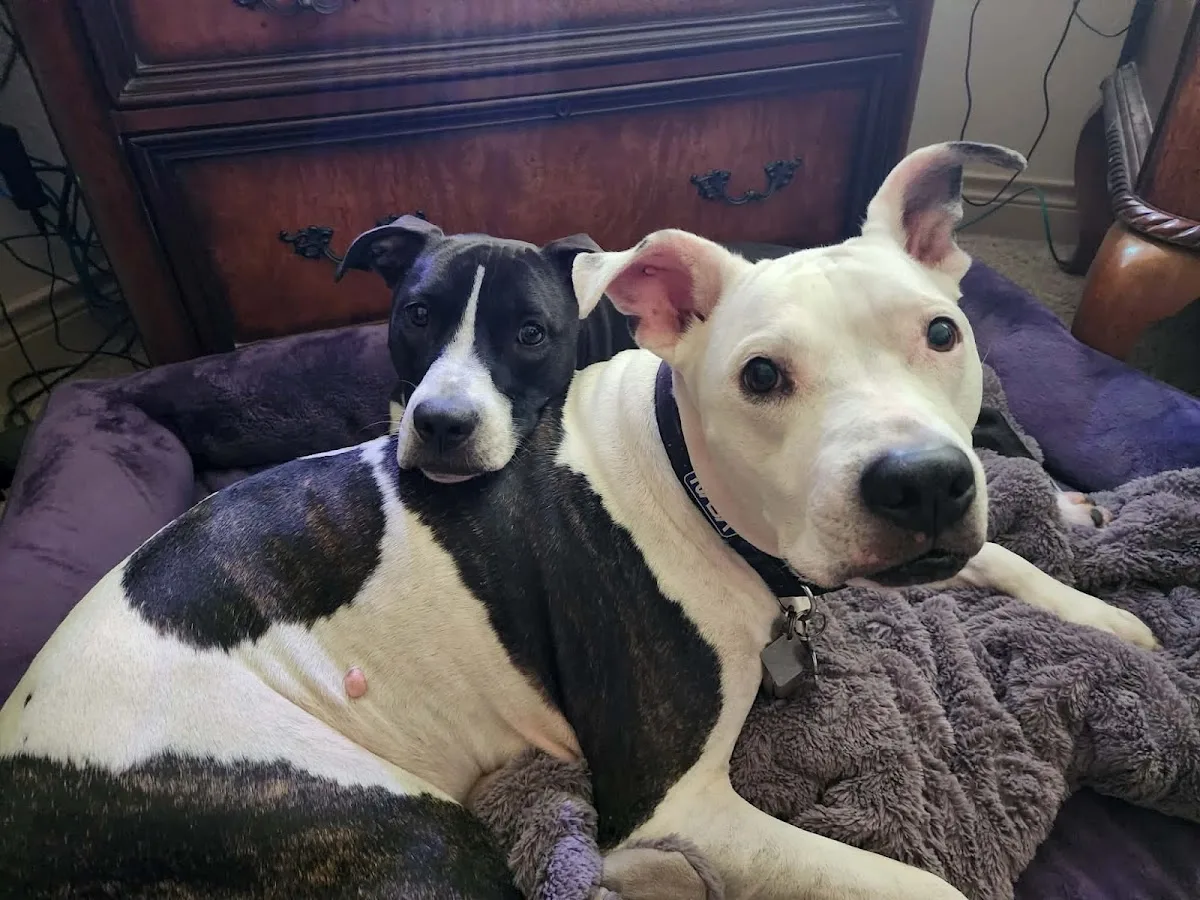 Animal ER of Northwest Houston