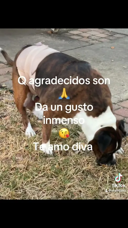 Animal ER of Northwest Houston