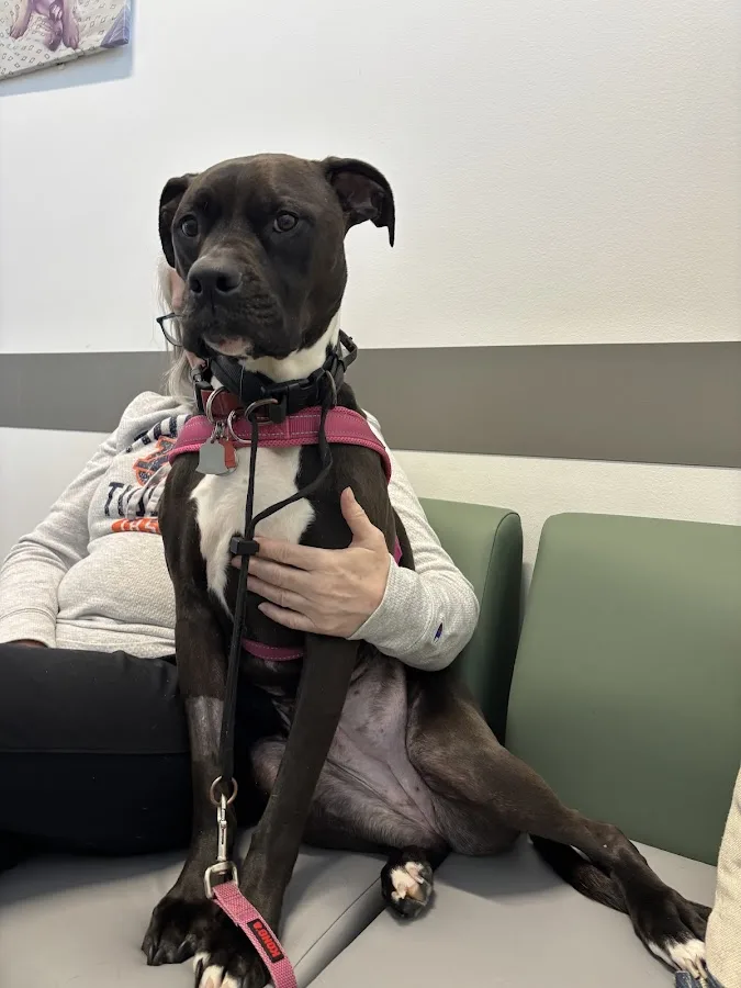 Animal Medical Center of Seattle