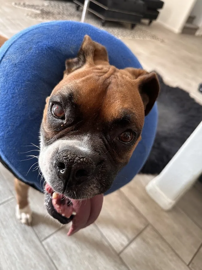 Animal Medical Hospital