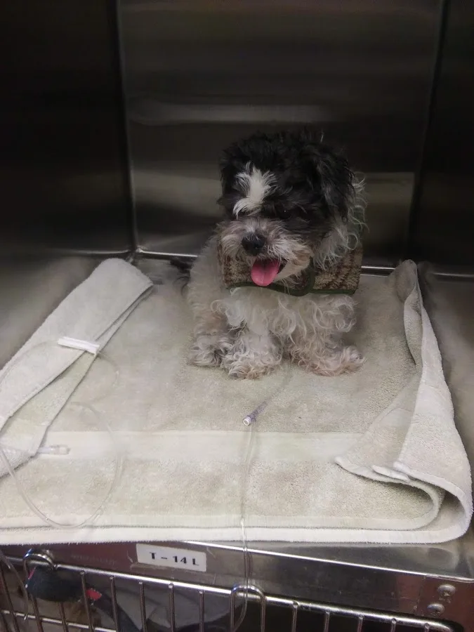 Animal Medical Hospital