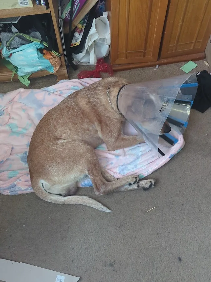 Animal Urgent Care North East