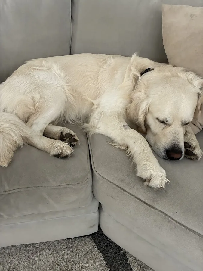 Animal Urgent Care of South Orange County