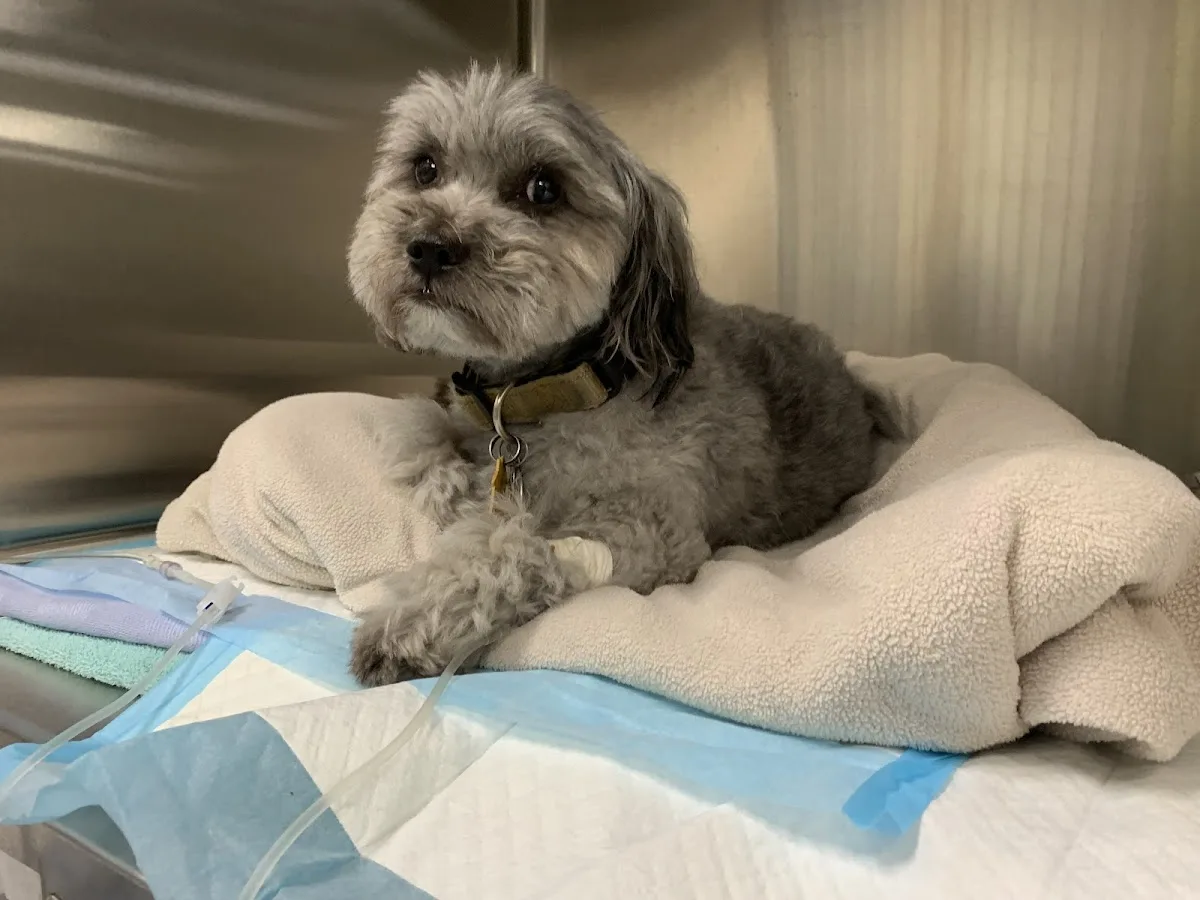 Anne Arundel Veterinary Emergency Clinic