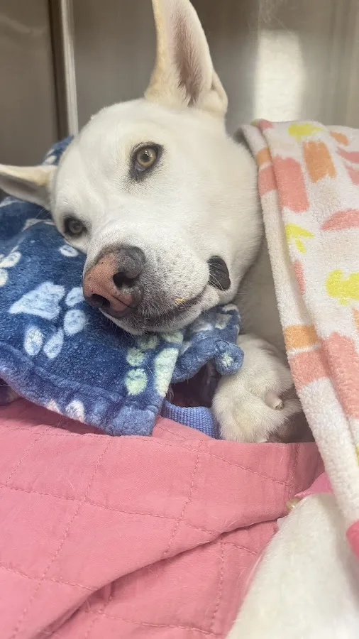 Anne Arundel Veterinary Emergency Clinic