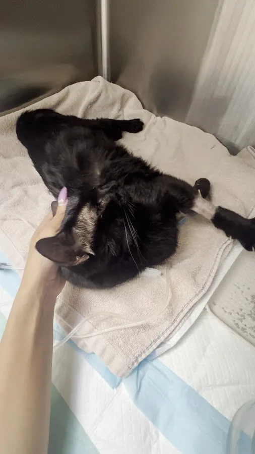 Anne Arundel Veterinary Emergency Clinic