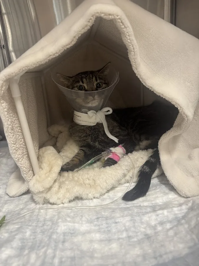 ARISE Veterinary Center