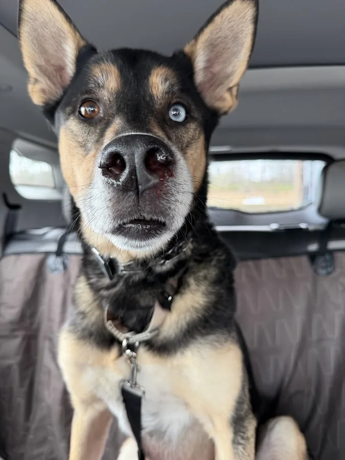 Arista Advanced Pet Care | Atlanta