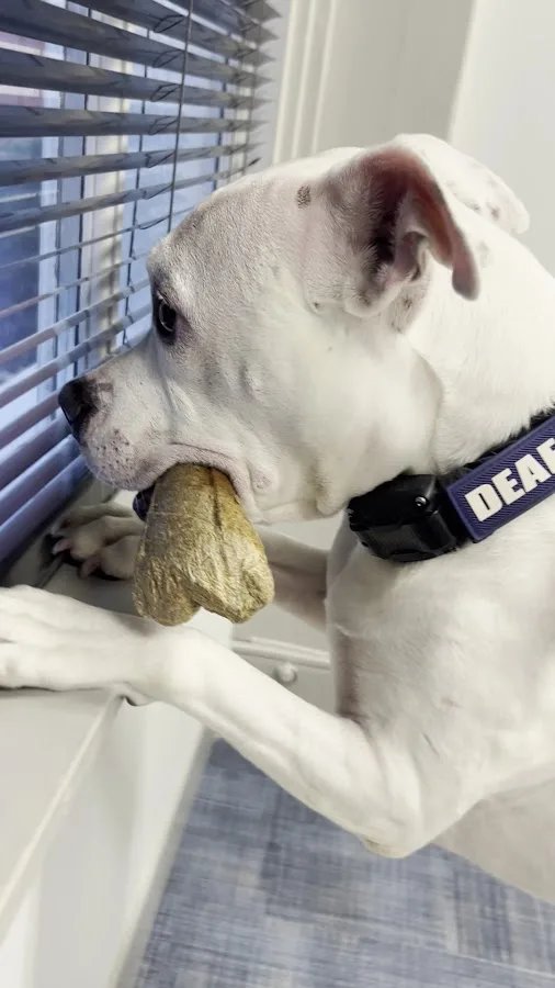 Arista Advanced Pet Care | Atlanta