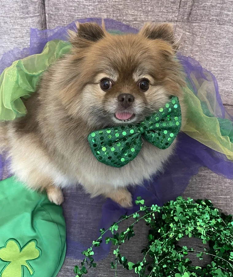 Arista Advanced Pet Care | Dallas