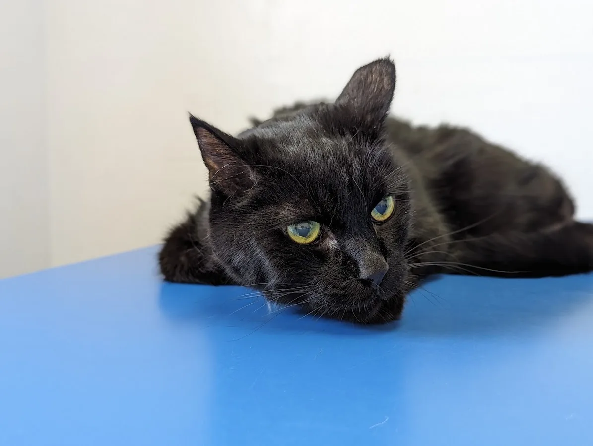 Arizona Healthy Pet Hospitals