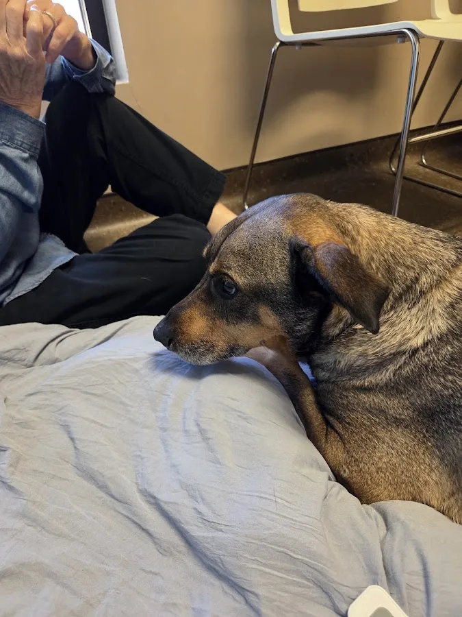 Arkansas Veterinary Emergency & Specialists