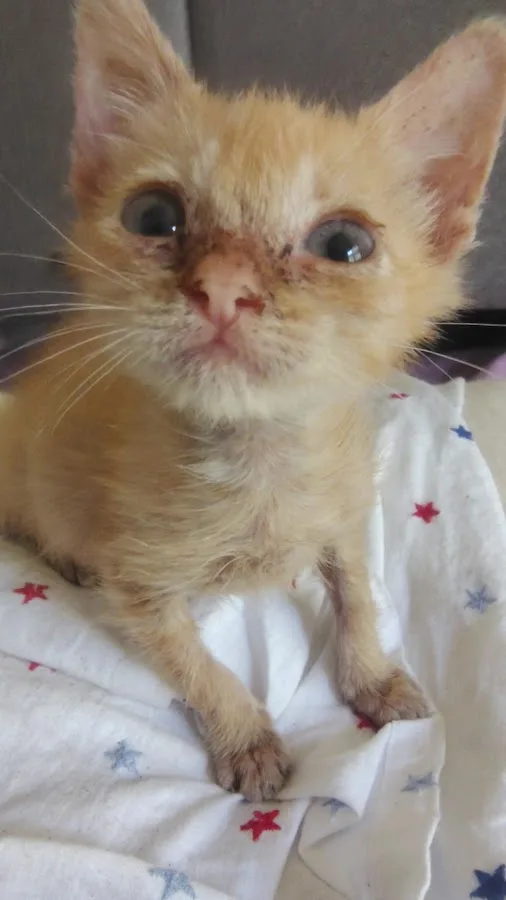 Arkansas Veterinary Emergency & Specialists