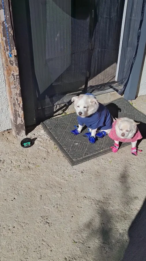 Arlington Animal Hospital: To Nina DVM primary photo