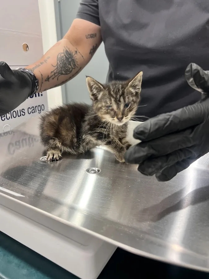 Arlington Animal Hospital: To Nina DVM