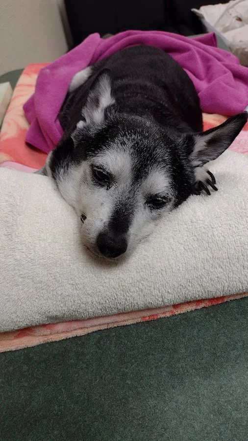 Atlantic Coast New York Veterinary Specialists primary photo