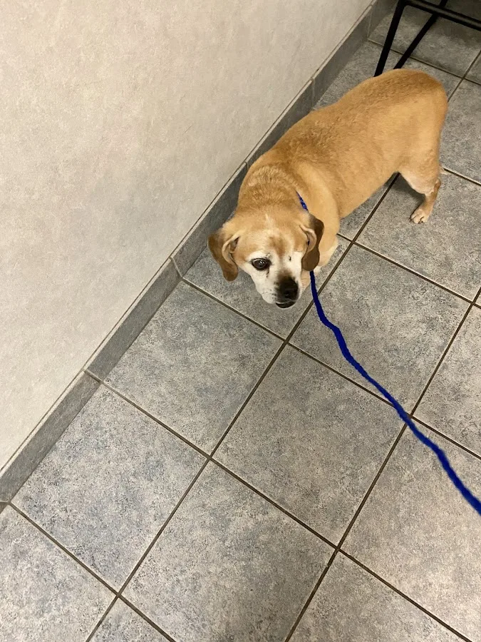 Atlantic Coast New York Veterinary Specialists