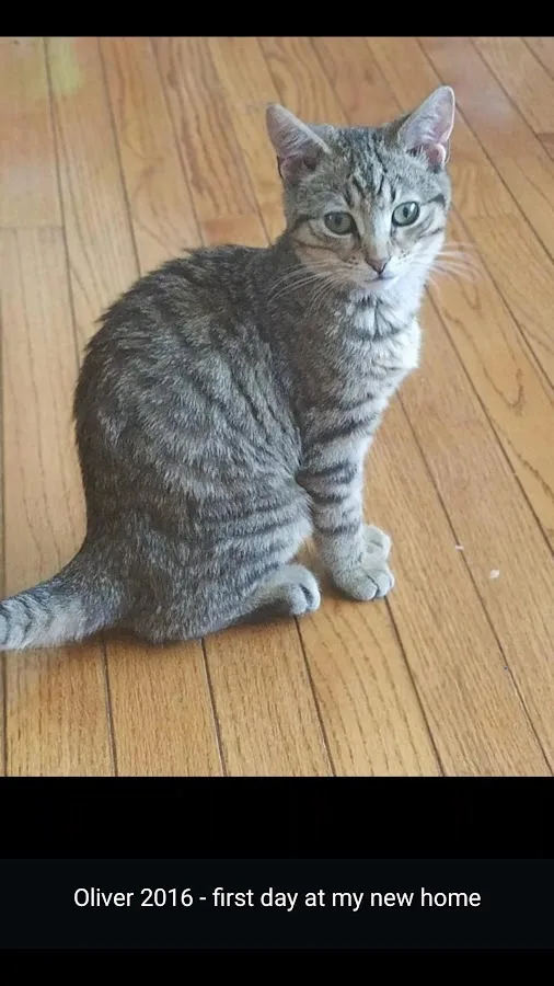 Atlantic Coast New York Veterinary Specialists