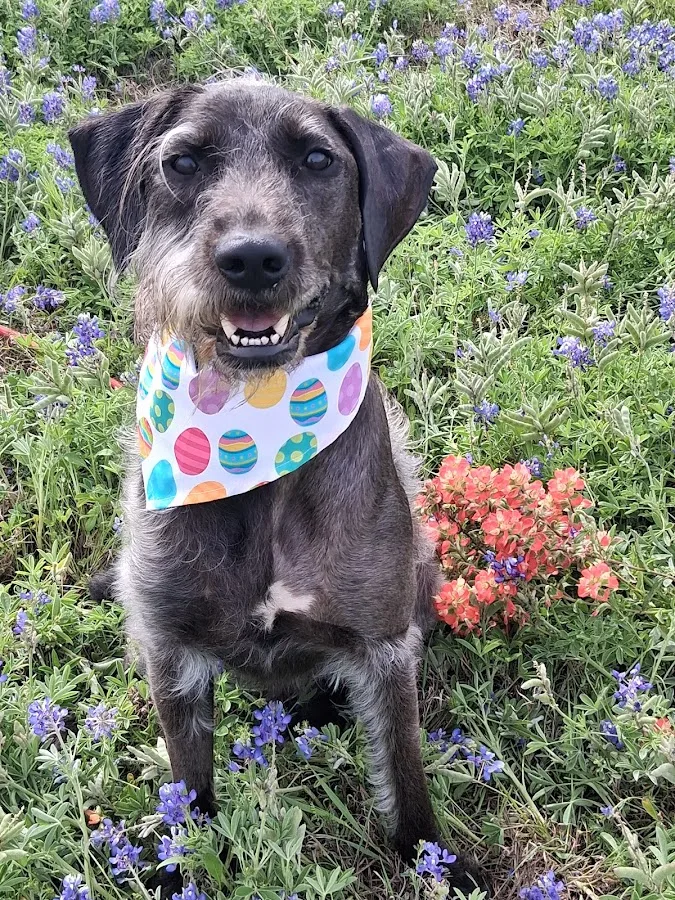 Austin Veterinary Emergency and Specialty