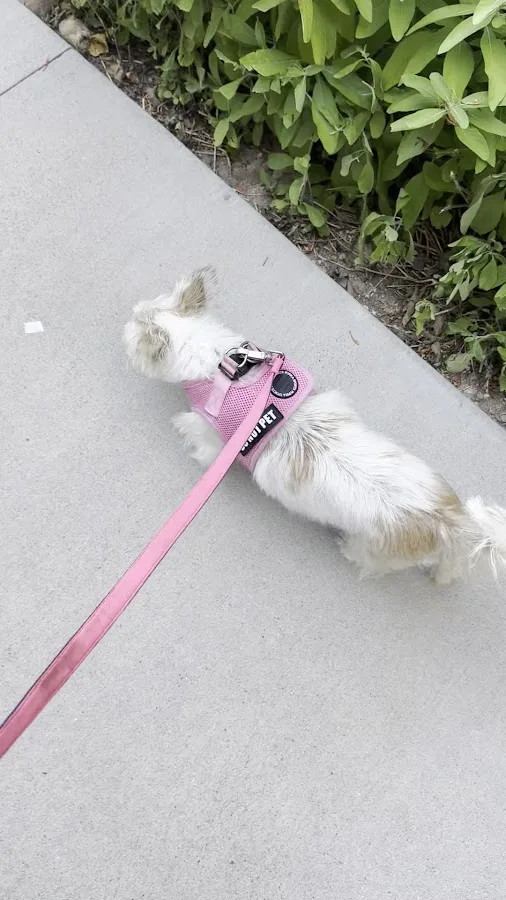 Austin Veterinary Emergency and Specialty