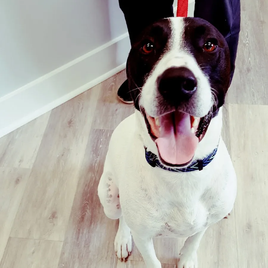 Avenue Animal Wellness + Emergency