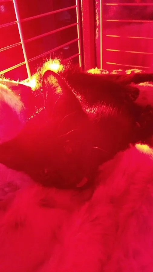 Avenue Animal Wellness + Emergency