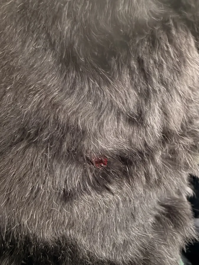 AVSG Internal Medicine Emergency & Critical Care