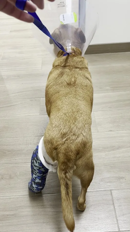 AVSG Internal Medicine Emergency & Critical Care