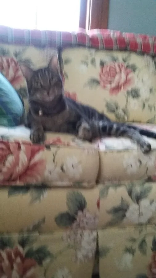 Azalea Animal Hospital: Weed Andrew DVM