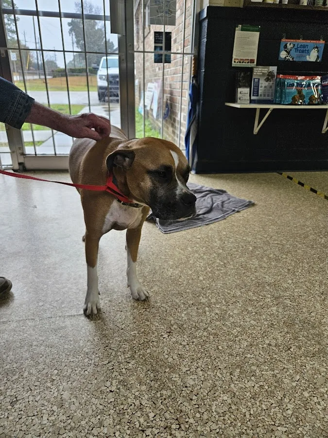 Azalea Animal Hospital: Weed Andrew DVM