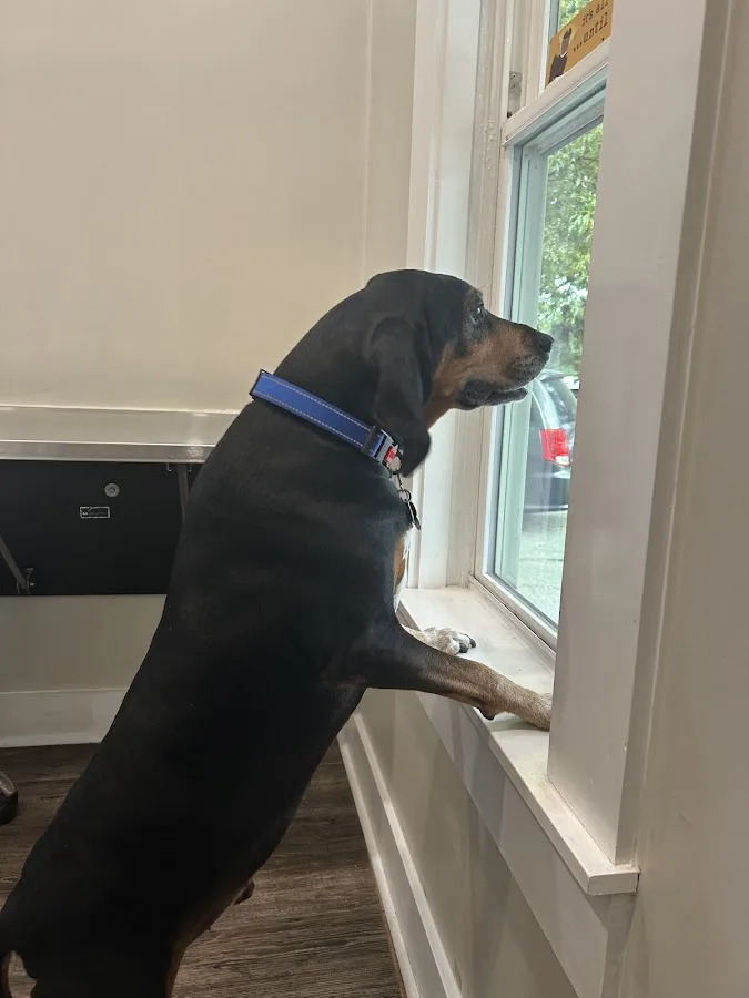 Azalea Animal Hospital: Weed Andrew DVM