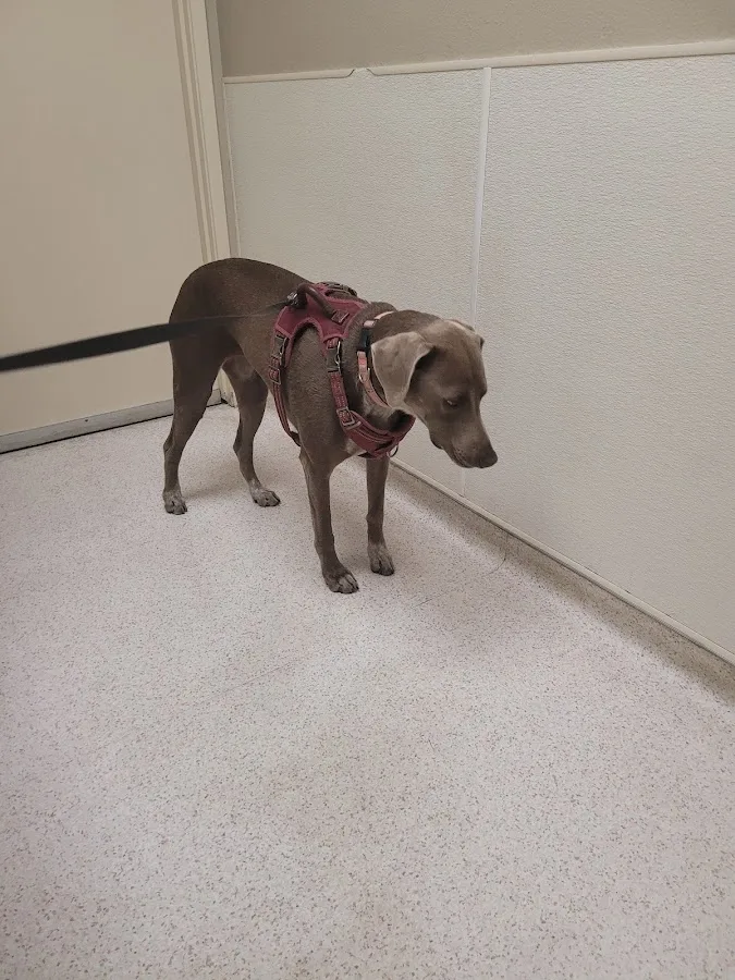 Bakersfield Veterinary Hospital: Reid Andrea DVM