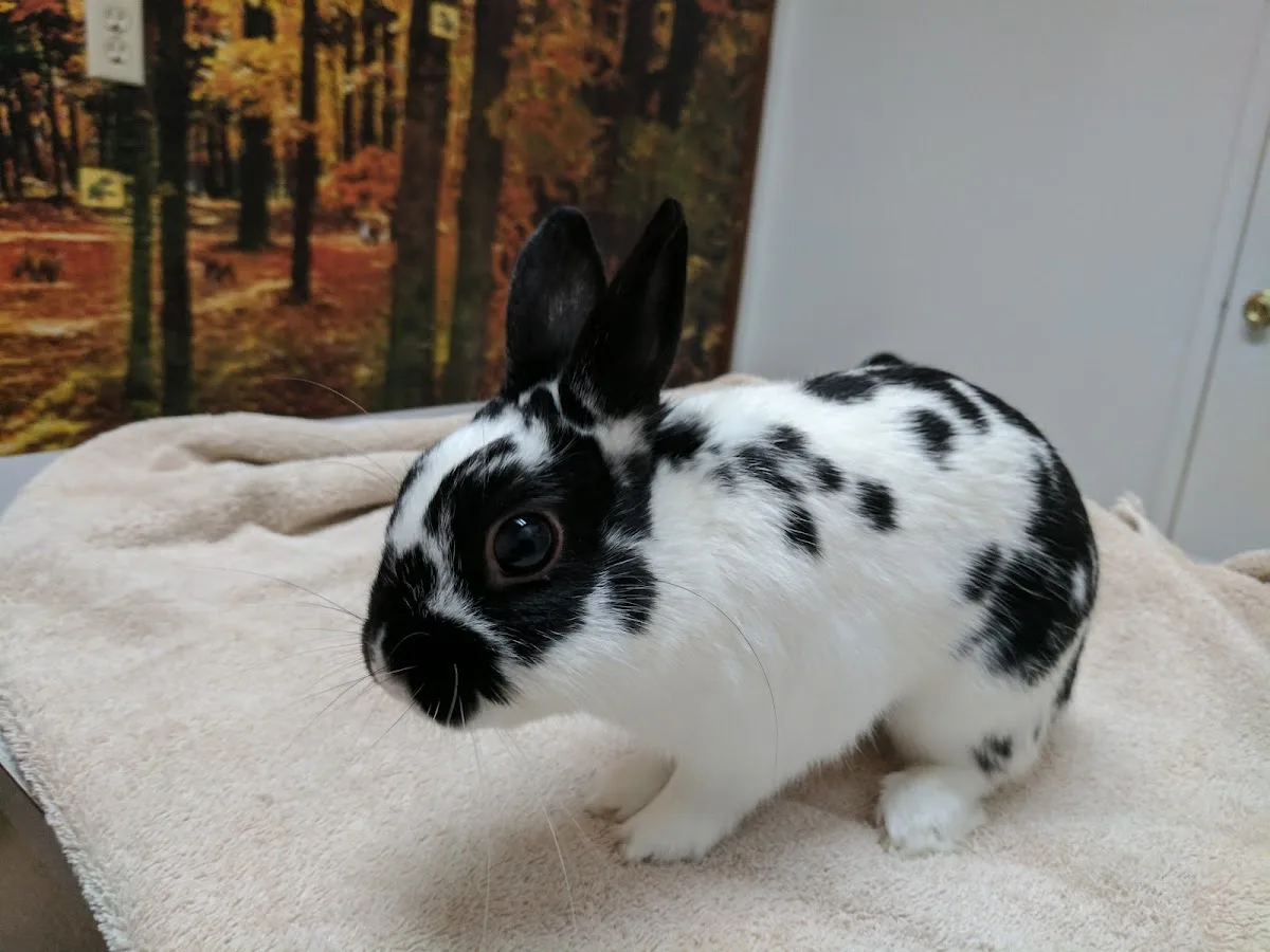 Bakersfield Veterinary Hospital: Reid Andrea DVM