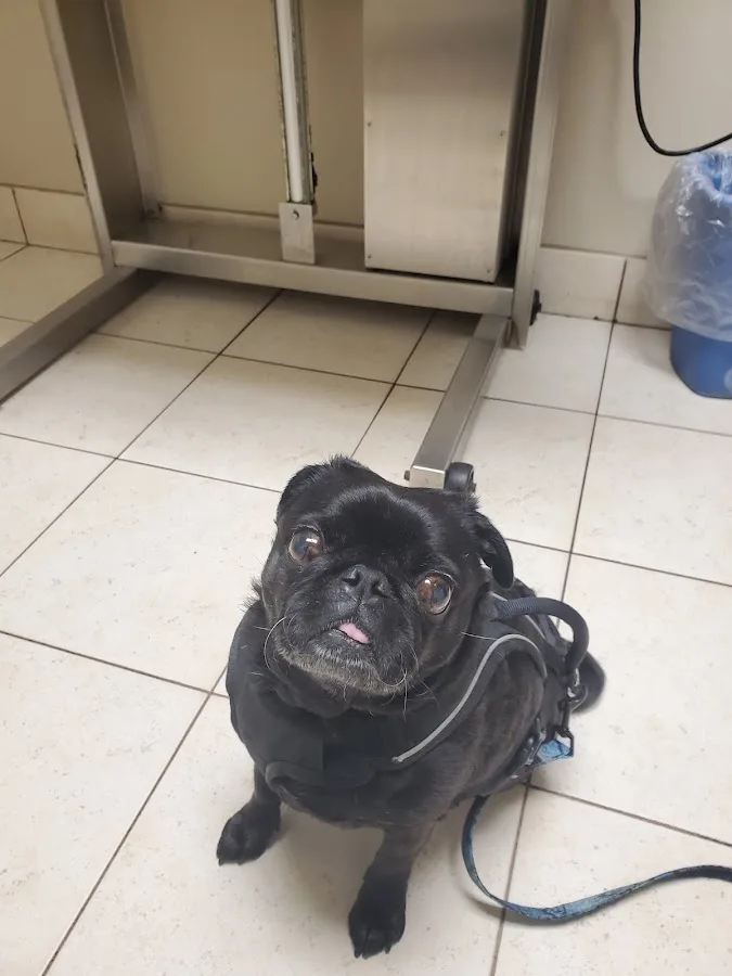 Banks Linda a DVM primary photo