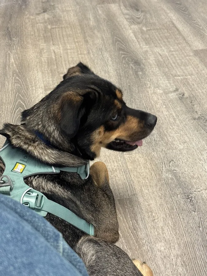 Bay Area Veterinary Housecall Associates