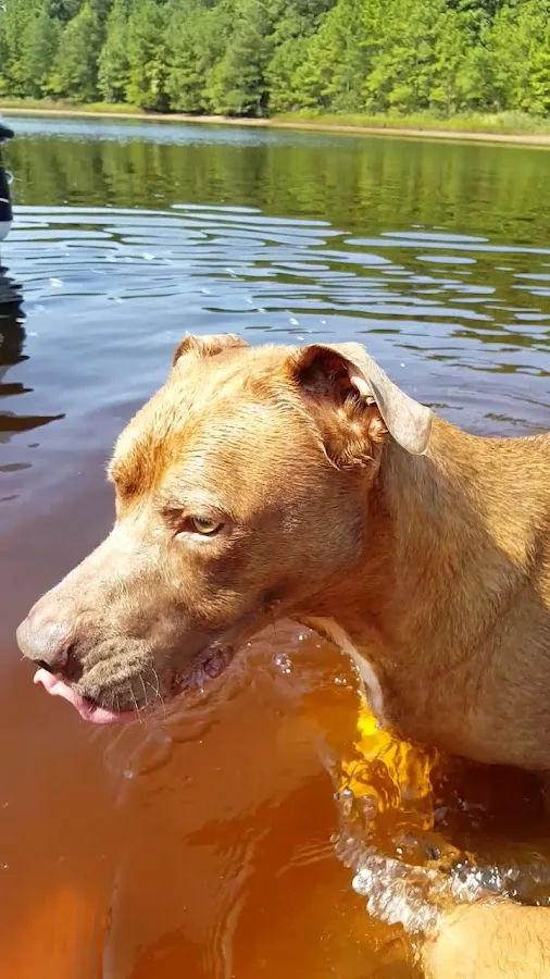 Bay Beach Veterinary Emergency Hospital