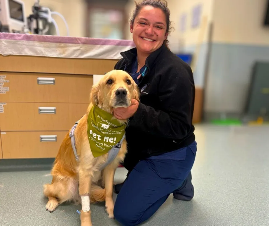 Bay State Veterinary Emergency & Specialty Services