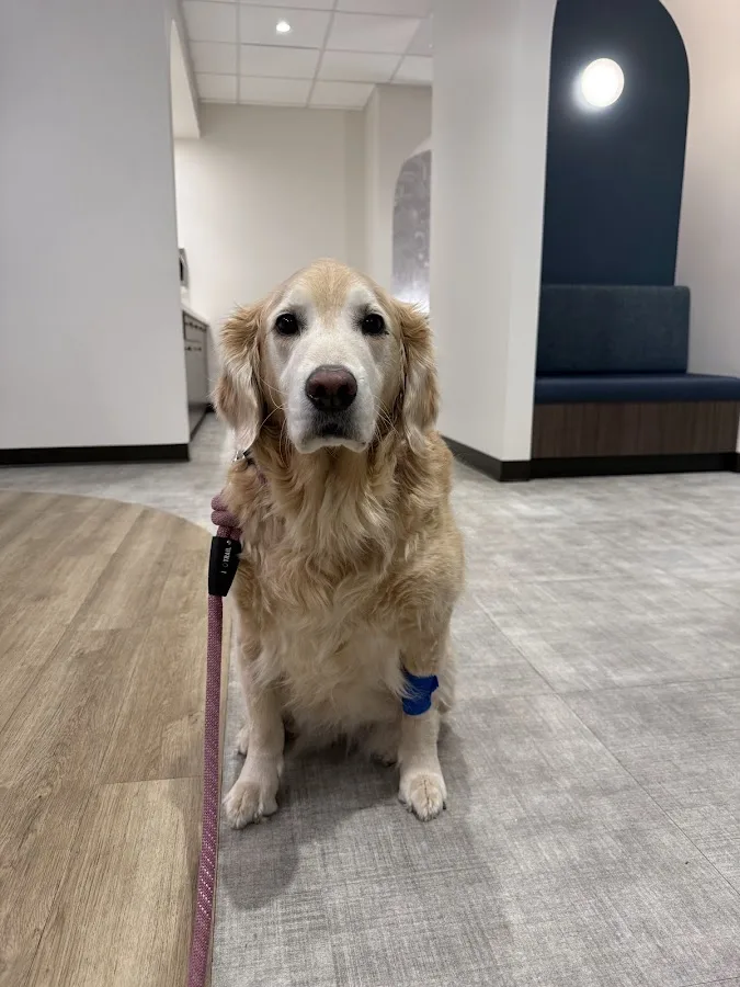 Bellevue Veterinary Emergency & Specialty