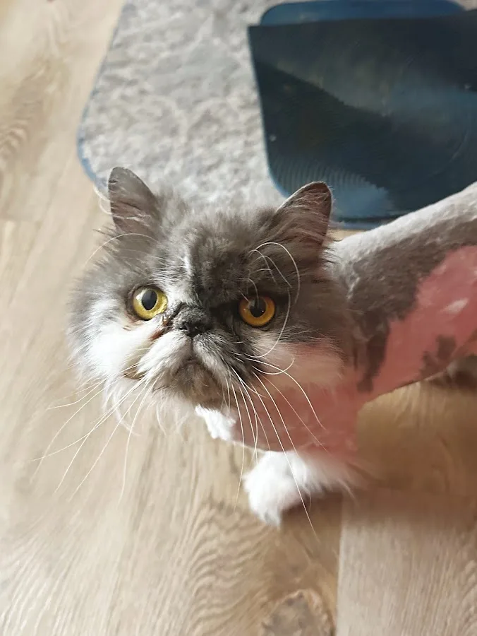 Bellevue Veterinary Emergency & Specialty