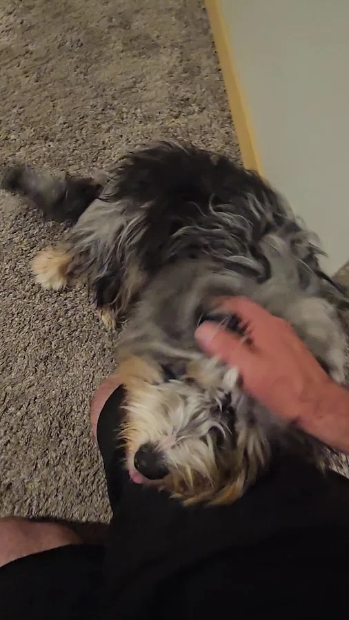 Bellevue Veterinary Emergency & Specialty