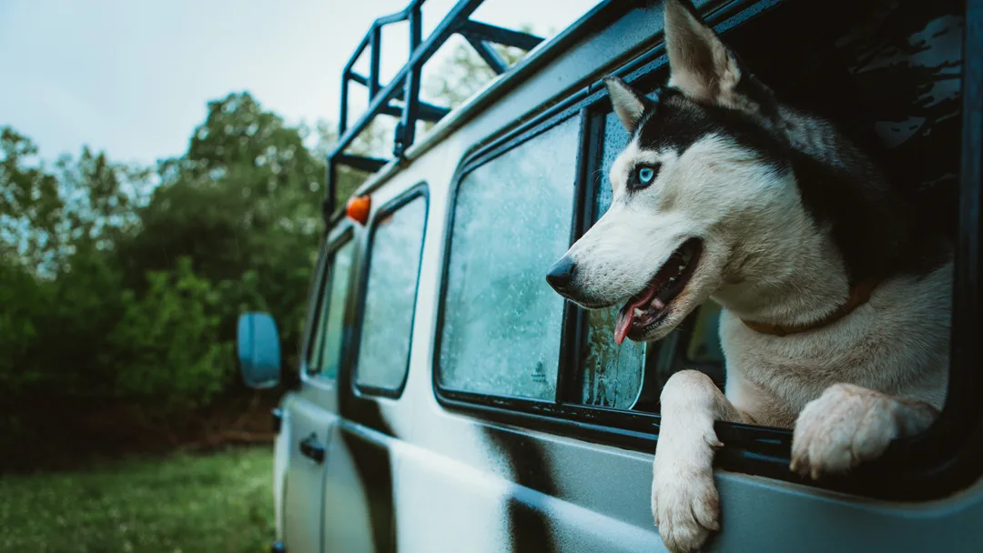 Belmont Animal Hospital of Chicago