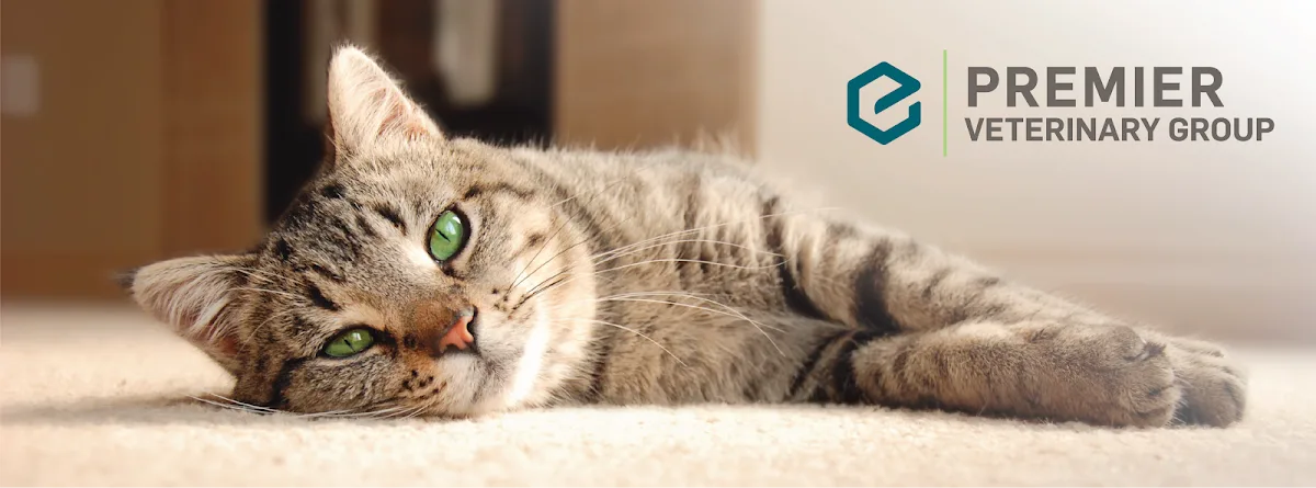 Belmont Animal Hospital of Chicago