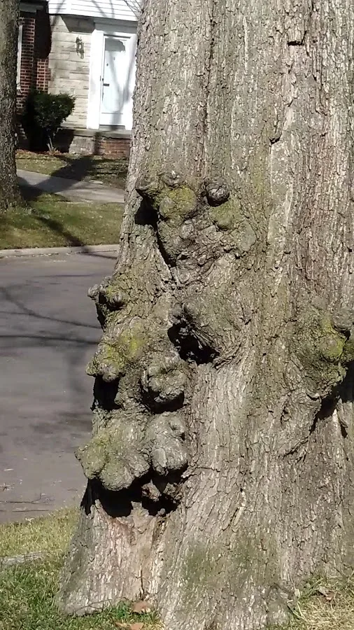 Benigna Andrew A (DVM)