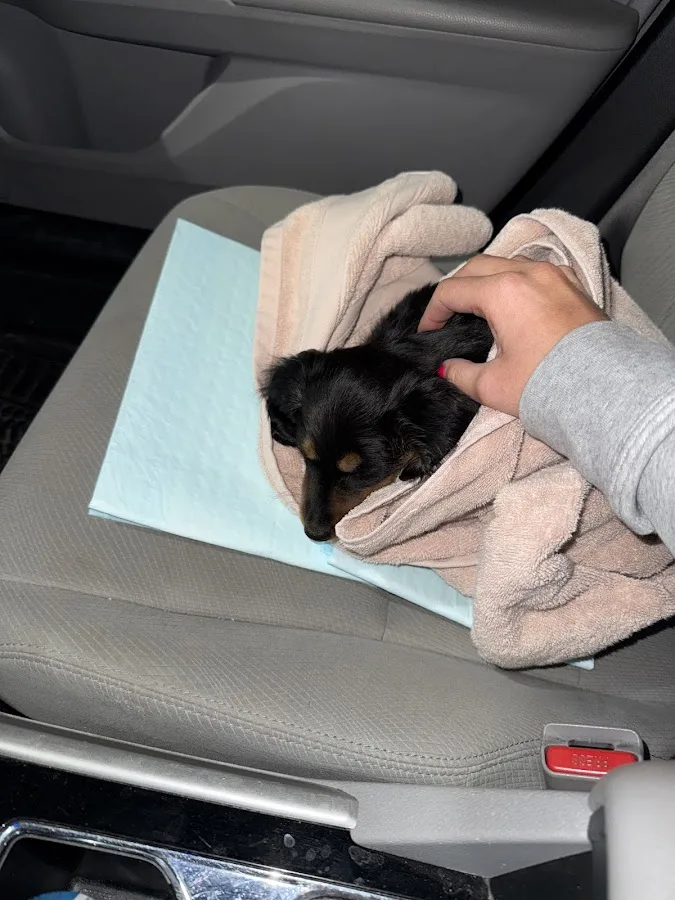 Best Friends Animal Hospital and Urgent Care Center