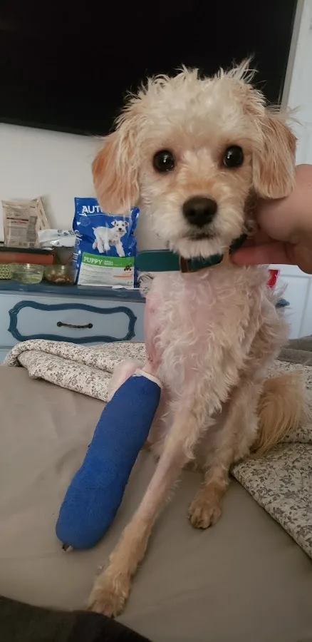 Bluegrass Veterinary Specialists + Animal Emergency