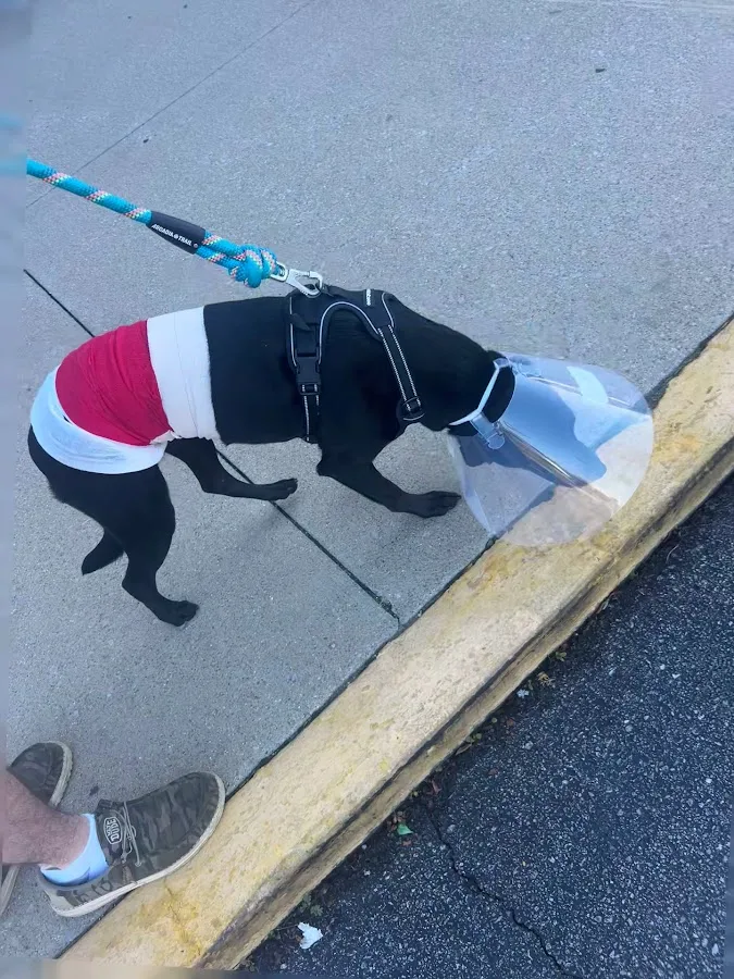 Bluegrass Veterinary Specialists + Animal Emergency