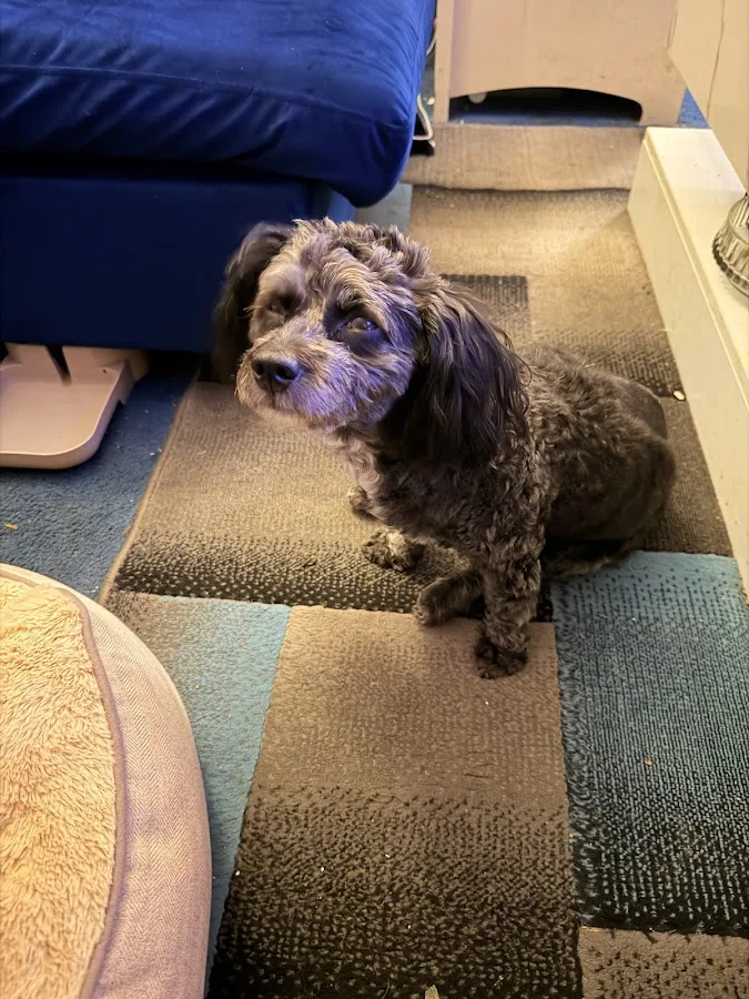 BluePearl Pet Hospital